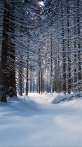 Preview wallpaper trees, snow, snowy, forest