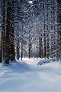 Preview wallpaper trees, snow, snowy, forest