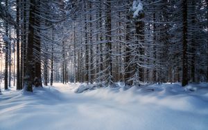 Preview wallpaper trees, snow, snowy, forest