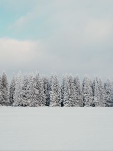 Preview wallpaper trees, snow, spruce, winter, nature, white