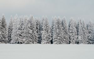 Preview wallpaper trees, snow, spruce, winter, nature, white