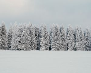 Preview wallpaper trees, snow, spruce, winter, nature, white