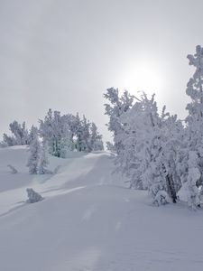 Preview wallpaper trees, snow, sunlight, winter, landscape