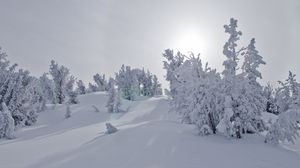 Preview wallpaper trees, snow, sunlight, winter, landscape
