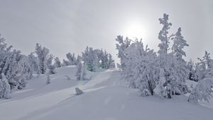 Preview wallpaper trees, snow, sunlight, winter, landscape