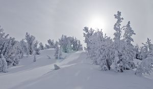 Preview wallpaper trees, snow, sunlight, winter, landscape