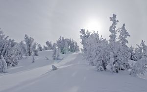 Preview wallpaper trees, snow, sunlight, winter, landscape
