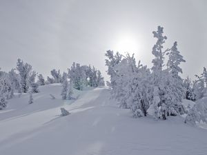 Preview wallpaper trees, snow, sunlight, winter, landscape