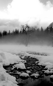 Preview wallpaper trees, snow, thawed patches, fog, black and white