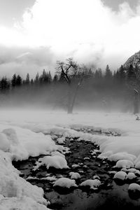 Preview wallpaper trees, snow, thawed patches, fog, black and white