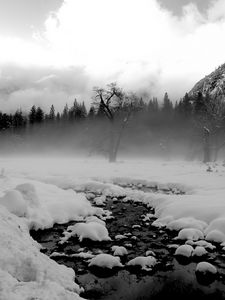 Preview wallpaper trees, snow, thawed patches, fog, black and white