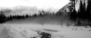 Preview wallpaper trees, snow, thawed patches, fog, black and white