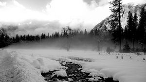 Preview wallpaper trees, snow, thawed patches, fog, black and white