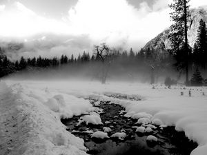 Preview wallpaper trees, snow, thawed patches, fog, black and white