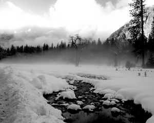 Preview wallpaper trees, snow, thawed patches, fog, black and white