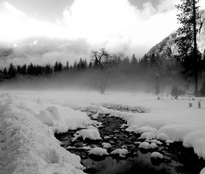 Preview wallpaper trees, snow, thawed patches, fog, black and white