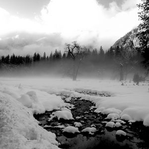 Preview wallpaper trees, snow, thawed patches, fog, black and white