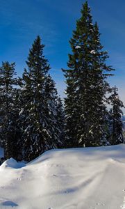 Preview wallpaper trees, snow, traces, fir-trees, path, winter, cover, lodge, silence