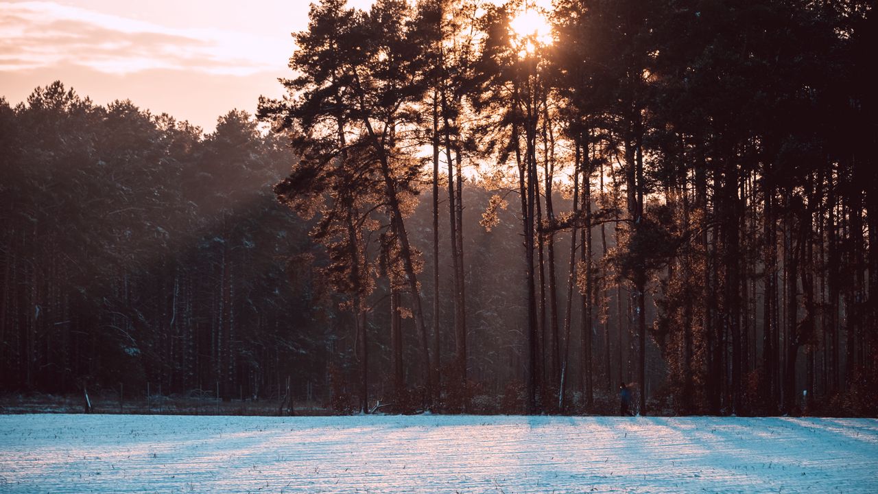 Wallpaper trees, snow, winter, landscape, nature, sun
