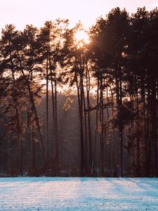 Preview wallpaper trees, snow, winter, landscape, nature, sun