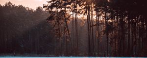 Preview wallpaper trees, snow, winter, landscape, nature, sun