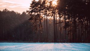 Preview wallpaper trees, snow, winter, landscape, nature, sun