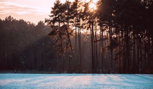 Preview wallpaper trees, snow, winter, landscape, nature, sun