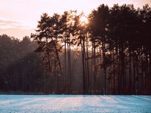 Preview wallpaper trees, snow, winter, landscape, nature, sun