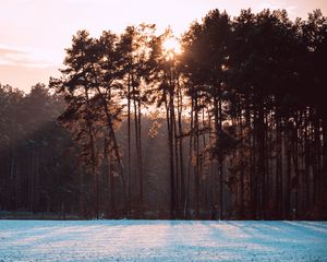 Preview wallpaper trees, snow, winter, landscape, nature, sun