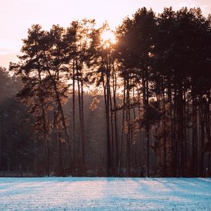 Preview wallpaper trees, snow, winter, landscape, nature, sun