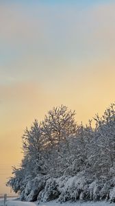 Preview wallpaper trees, snow, winter, nature, landscape, white