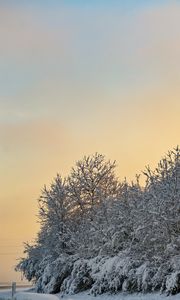 Preview wallpaper trees, snow, winter, nature, landscape, white