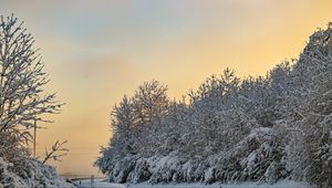 Preview wallpaper trees, snow, winter, nature, landscape, white