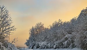 Preview wallpaper trees, snow, winter, nature, landscape, white