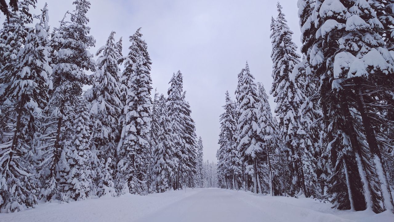 Wallpaper trees, snow, winter