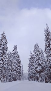 Preview wallpaper trees, snow, winter