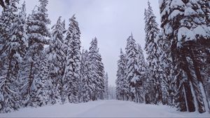 Preview wallpaper trees, snow, winter
