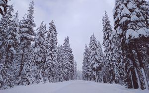 Preview wallpaper trees, snow, winter