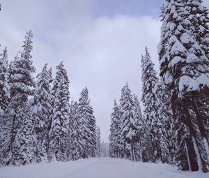 Preview wallpaper trees, snow, winter