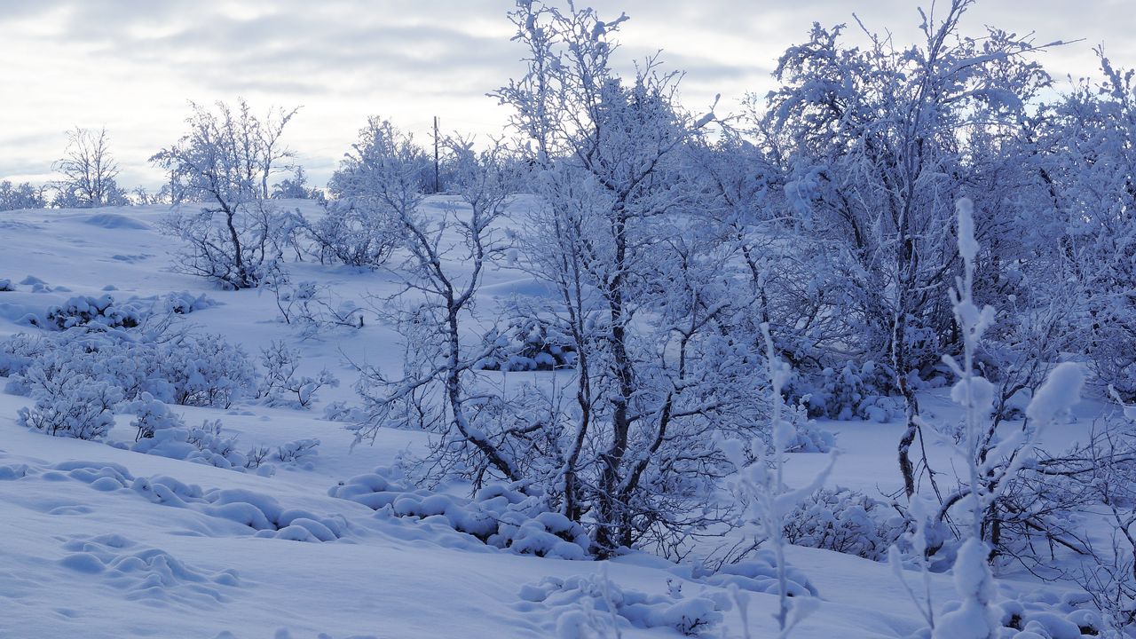 Wallpaper trees, snow, winter, snowy