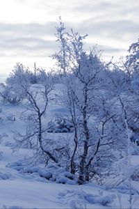 Preview wallpaper trees, snow, winter, snowy