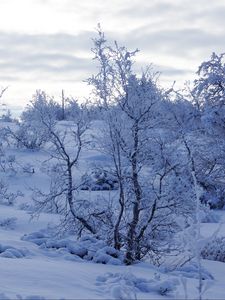 Preview wallpaper trees, snow, winter, snowy