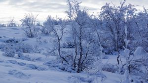 Preview wallpaper trees, snow, winter, snowy