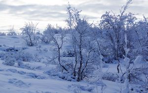 Preview wallpaper trees, snow, winter, snowy