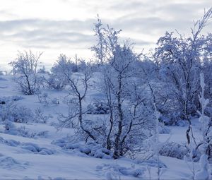 Preview wallpaper trees, snow, winter, snowy