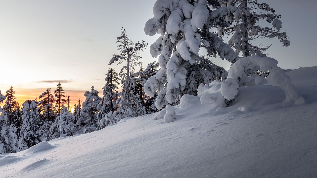 Wallpaper trees, snow, winter, snowy, sunset, drifts