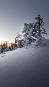 Preview wallpaper trees, snow, winter, snowy, sunset, drifts