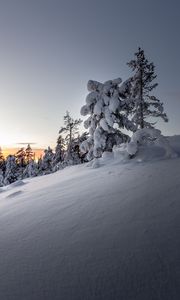 Preview wallpaper trees, snow, winter, snowy, sunset, drifts