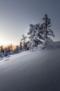 Preview wallpaper trees, snow, winter, snowy, sunset, drifts