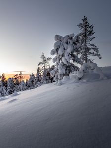 Preview wallpaper trees, snow, winter, snowy, sunset, drifts